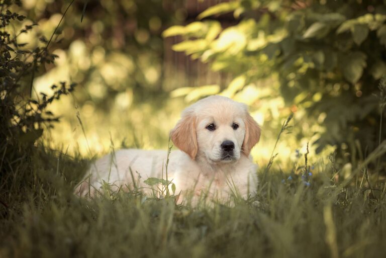 Golden-Retriever-Puppy-Grass-768x513