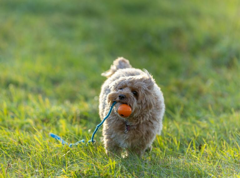 pexels-olavi-anttila-264846761-29296750