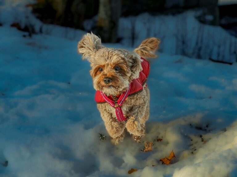 pexels-olavi-anttila-264846761-33000834